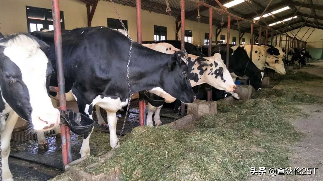 斯里兰卡努沃埃利耶小镇,斯里兰卡努沃勒埃利耶茶厂