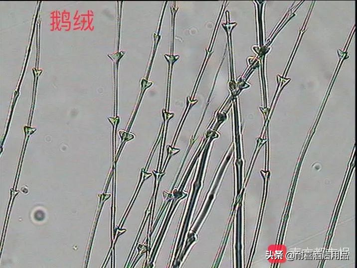 识别真假羽绒服视频,如何识别假羽绒