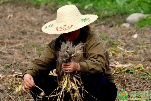 大蒜植株矮小,大蒜怎么种植才会是独蒜