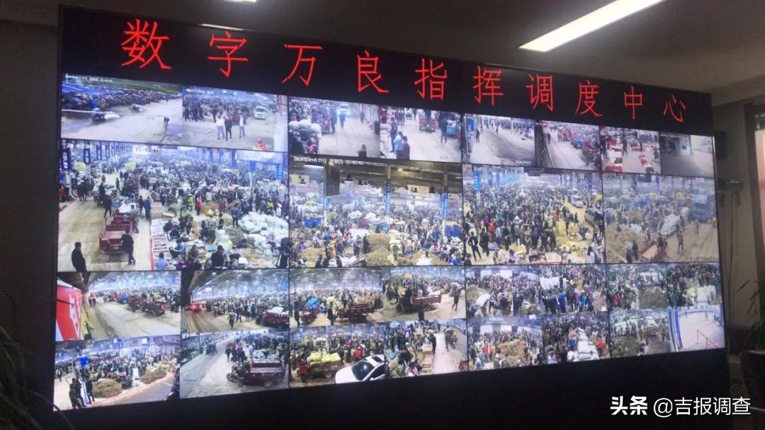 参农的感受,参农带你了解人参知识