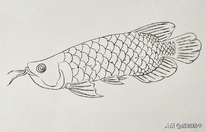 怎么样画出特别大的金龙鱼,金龙鱼的淡色工笔画法