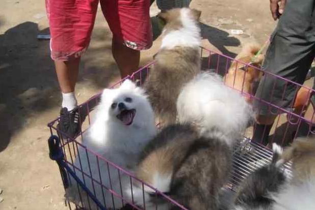 养狗买什么更划算,养狗买什么车最合适