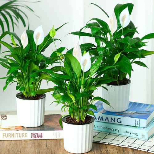 十月适合养什么花,十月现在季节养什么花不怕冷