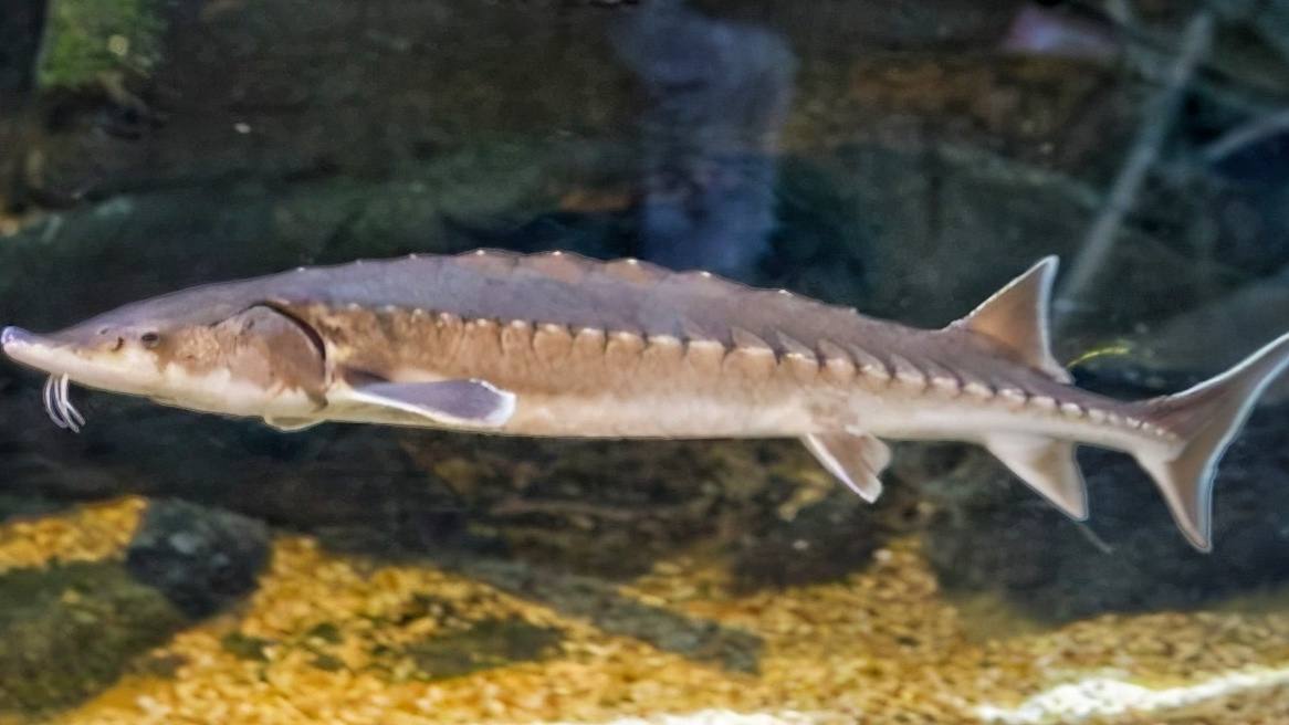 5米重2000斤达氏鳇后续,渔民意外捕获300斤达氏鳇