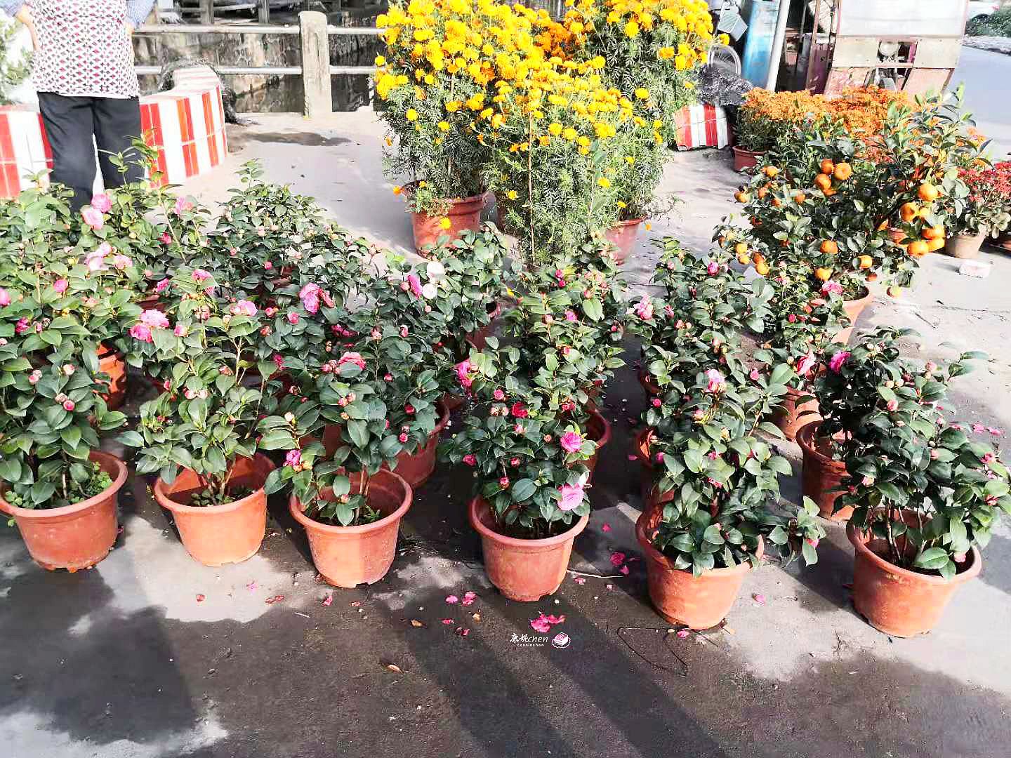 佛山过年年味最浓的地方,广东佛山人春节要买什么东西