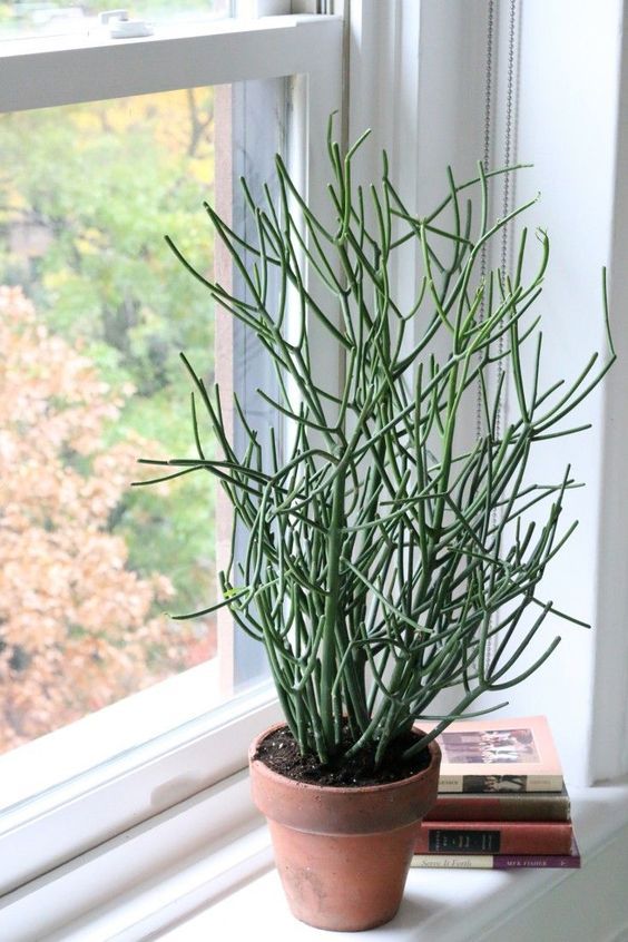 室内除甲醛最好的植被,室内植被存活率高的有哪些