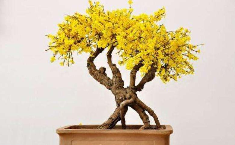 7种花很耐冻冬天也能开花,能消暑的5种花家里养一盆凉飕飕