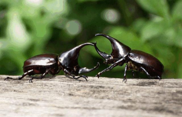 只要19.9元!3000+昆虫萌宠来袭!首届昆虫萌宠主题沉浸展空降武汉
