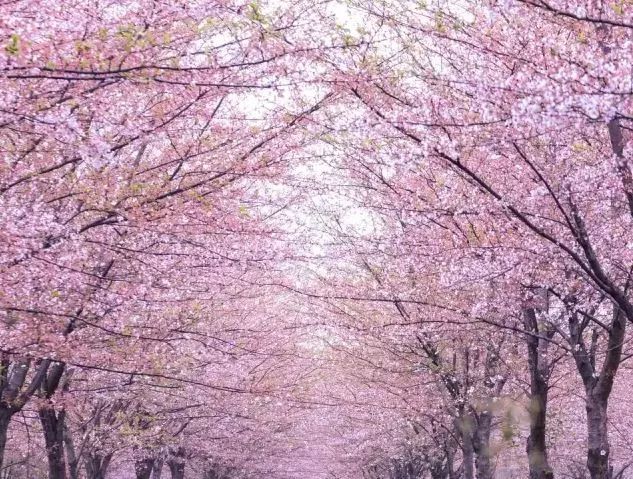 世界最大的樱花园,世界最大的樱花园在贵州吗