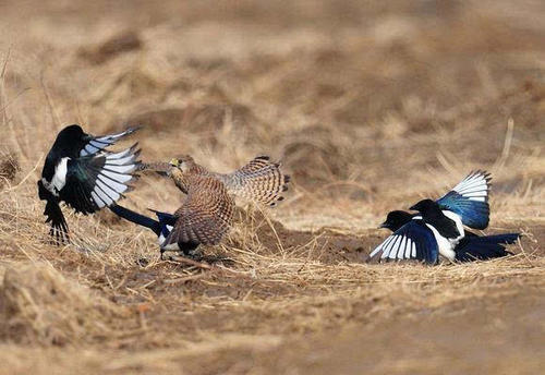 为什么喜鹊被称为报喜鸟呢,喜鹊是报喜鸟吗