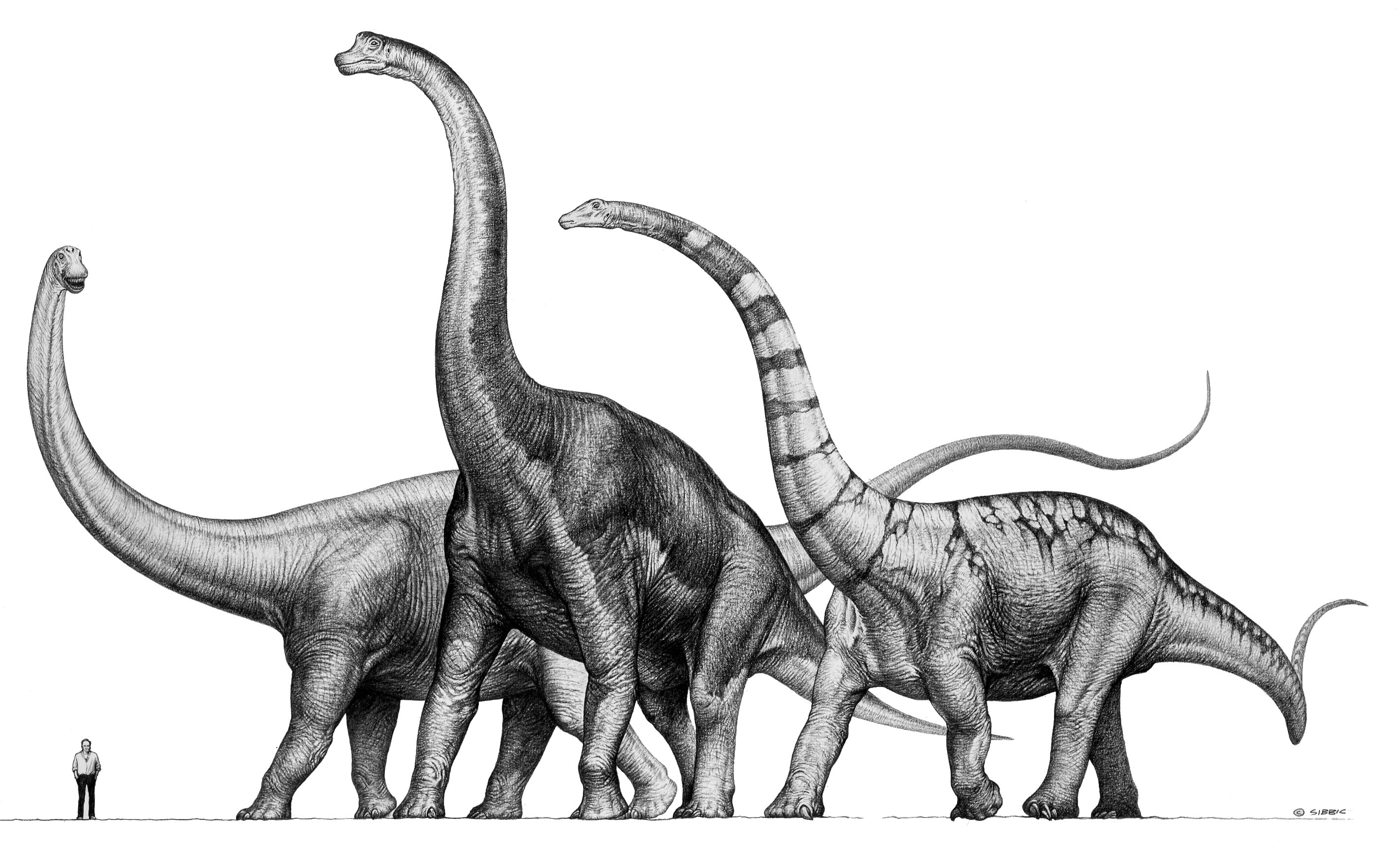 暴龙类恐龙体型排行,暴龙是世界上最厉害的恐龙吗