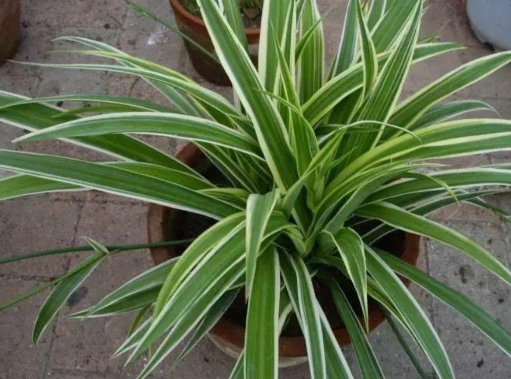 吊兰叶子发黄怎么补救最快,吊兰叶子发黄怎么办如何处理