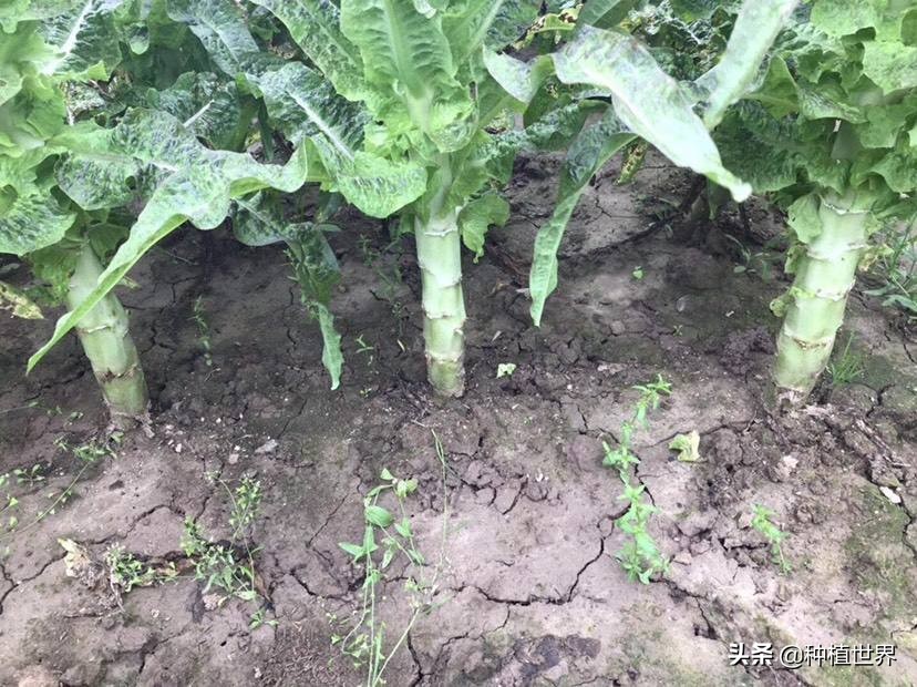 莴笋根部裂口是什么原因引起的,莴笋裂口用什么农药治疗最好