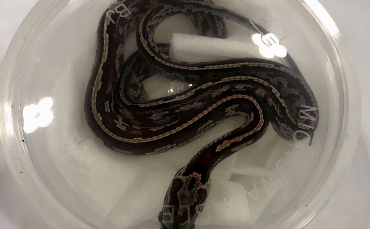 海关截获4米眼镜蛇活体,墨脱眼镜王蛇被咬一口有多毒