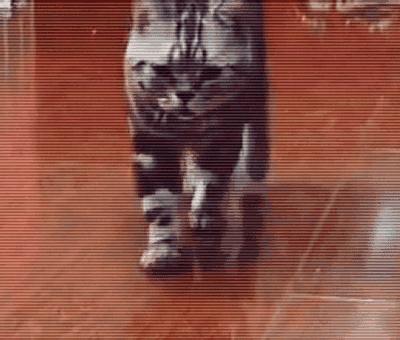 原来猫咪也会这样走路,原来猫咪平时都是踮着脚走路的