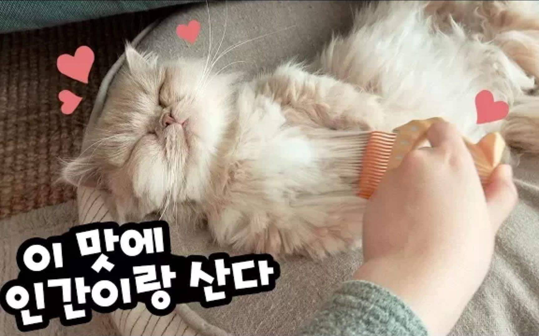 猫咪掉毛铲屎官怎么办,怎样解决猫咪掉毛非常严重的情况