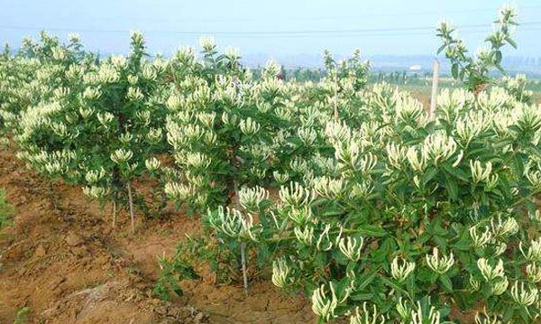在农村种植什么中药材不愁销路,农村创业项目种植哪种中药材