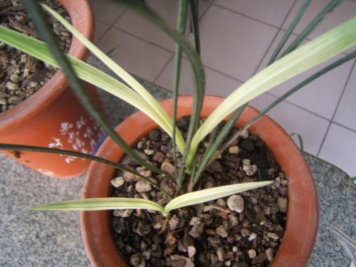 寒兰和春兰花有什么区别,寒兰和春兰区别