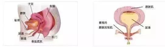 产后7年了还可以做盆底肌修复吗,盆底肌修复后遗症