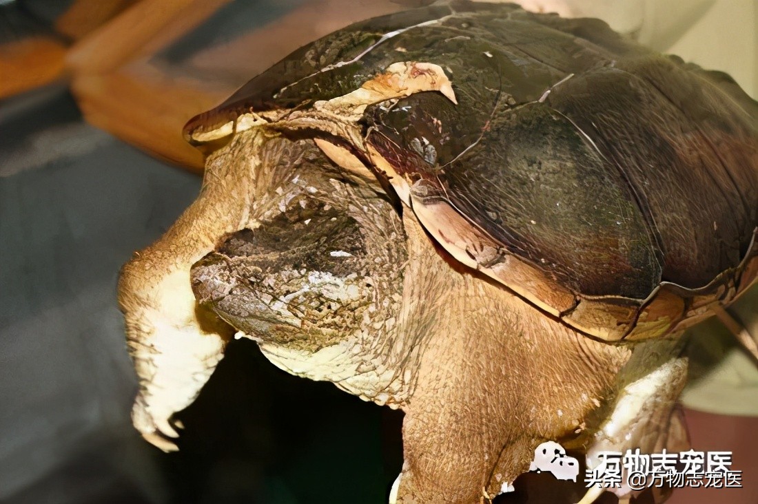 乌龟的壳碎了还能恢复吗,乌龟的壳边缘破了一点点会不会死