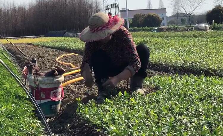 常州金坛最美乡村,金坛有哪些美丽乡村