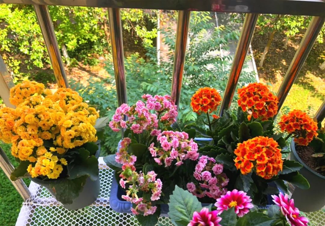 养花也要一种好心态才能养好花,人养花花养人6种花越养越健康