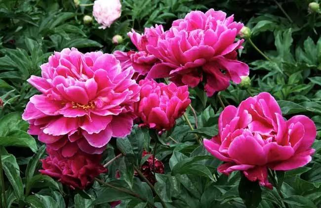 富贵吉祥的植物有哪些,最适合庭院种植的10种吉祥植物