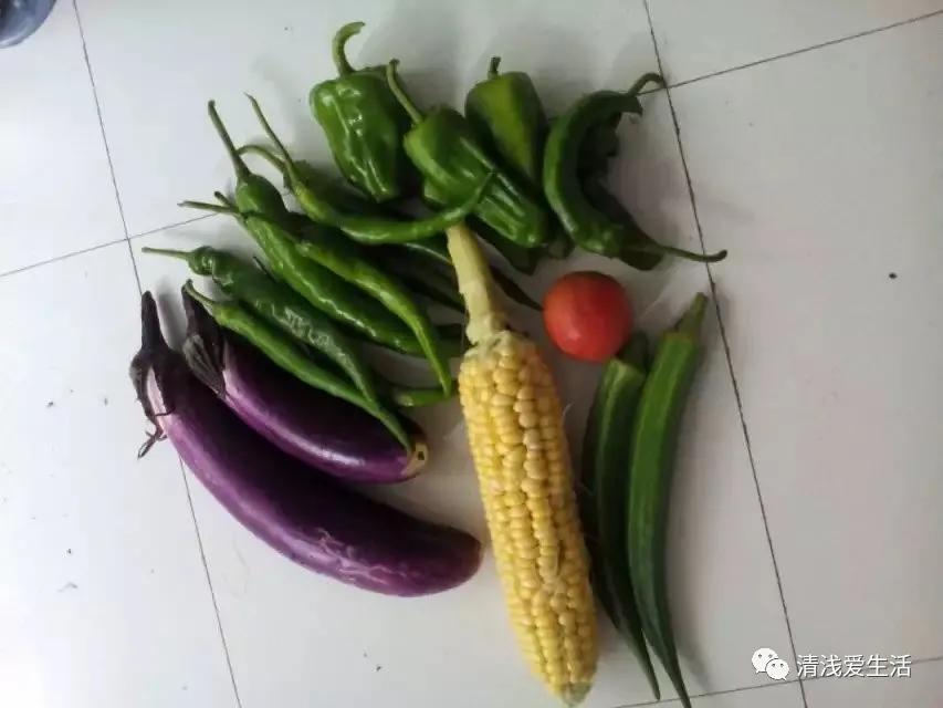 秋葵的种植技巧,水果秋葵的种植