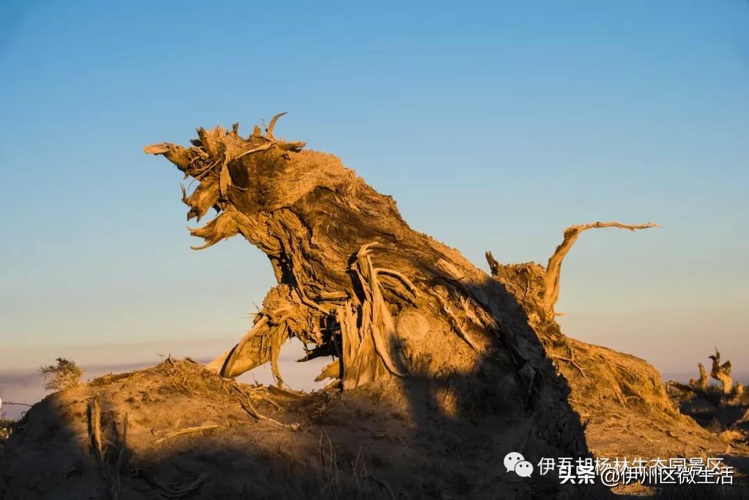 新疆哈密地区伊吾县,新疆哈密伊吾县视频