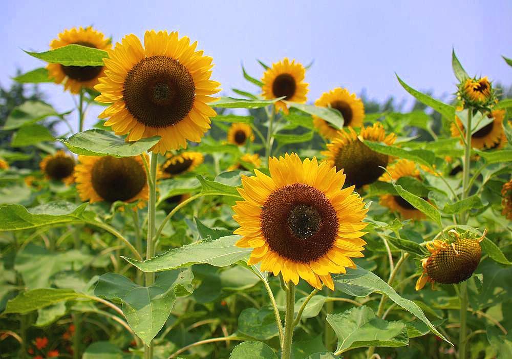 向日葵多头开花是什么原因,向日葵开花的表现