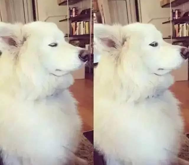 雪橇三傻萨摩耶如何训练抓野兽,萨摩耶雪橇三傻