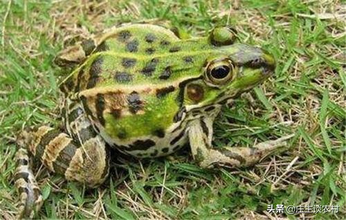 保护的小动物有哪些,保护类小动物