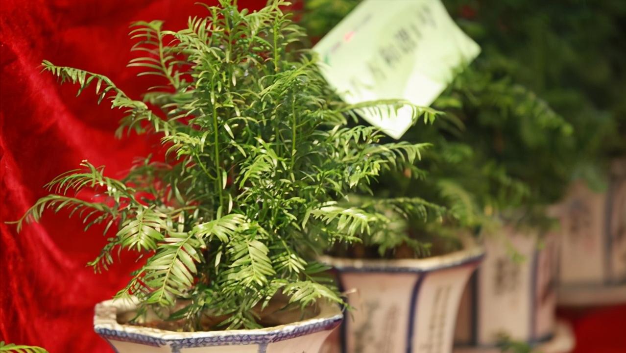 红豆杉叶片耷拉没精神,红豆杉的嫩芽耷拉怎么回事