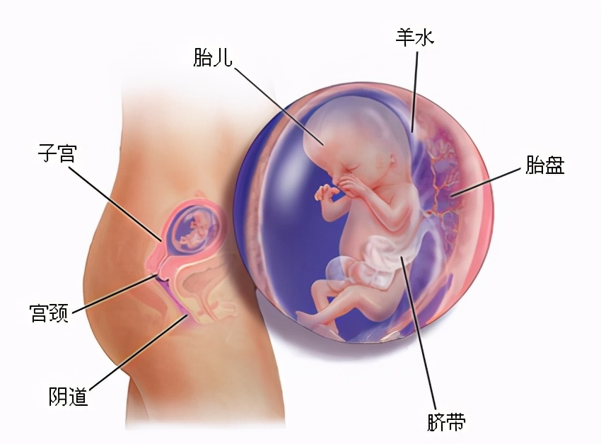 产后喂母乳妈妈不长肉怎么吃,产后多吃这些涨奶不长肉