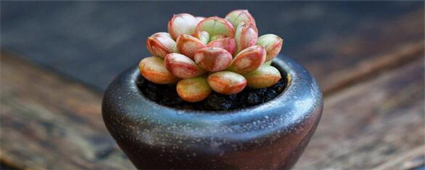 葡萄多肉怎么养,葡萄多肉怎么养漂亮