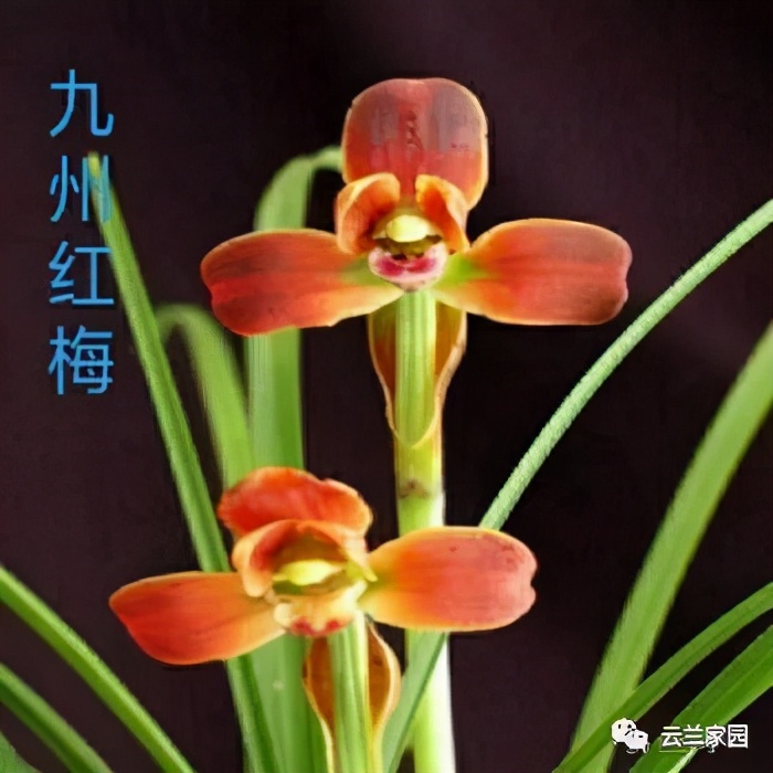 这5款红色的多肉好看好养到爆,五种最香的兰花品种