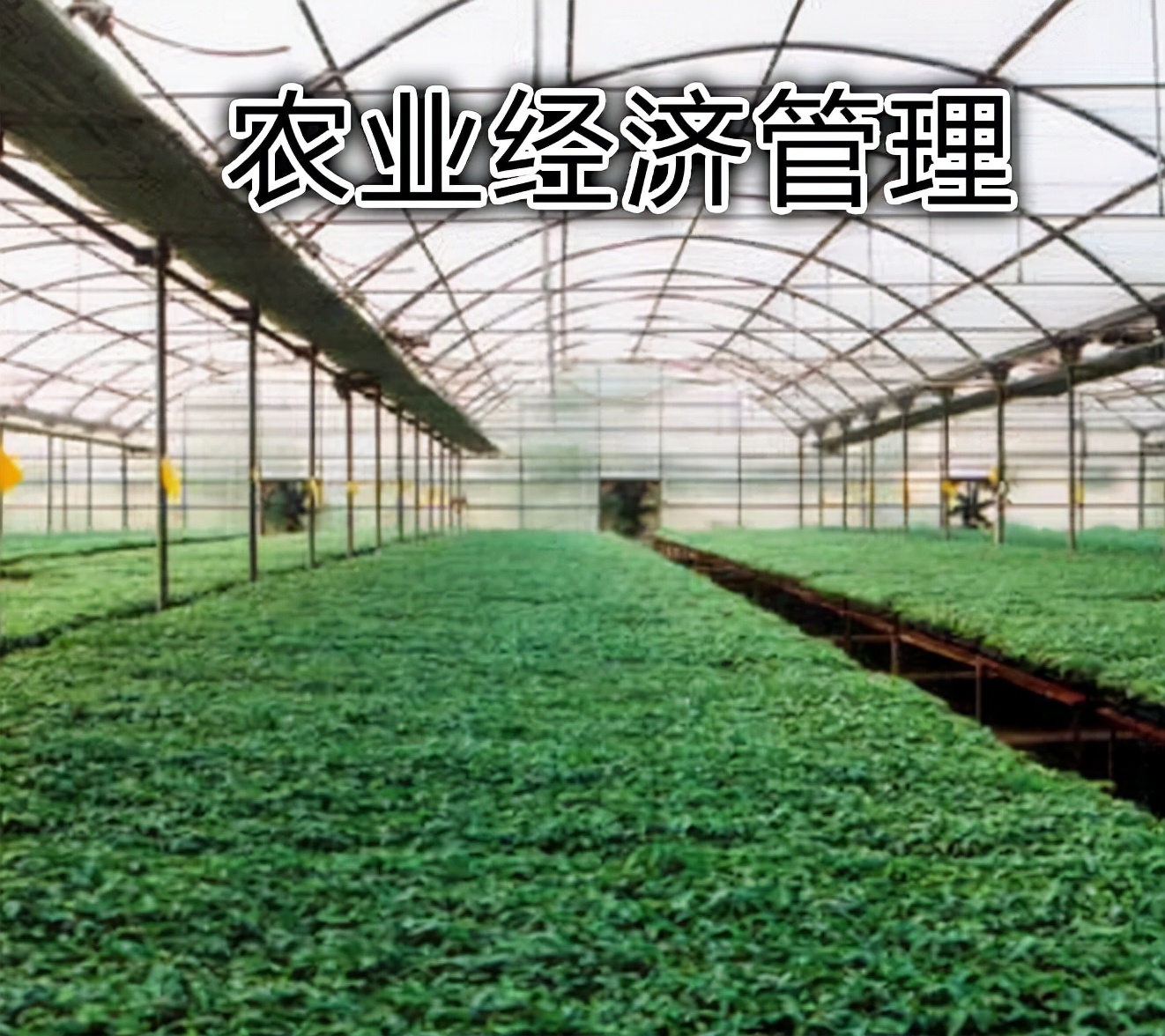 农林经济管理专业是否属于农业类,农学专业可以报农业经济管理类吗