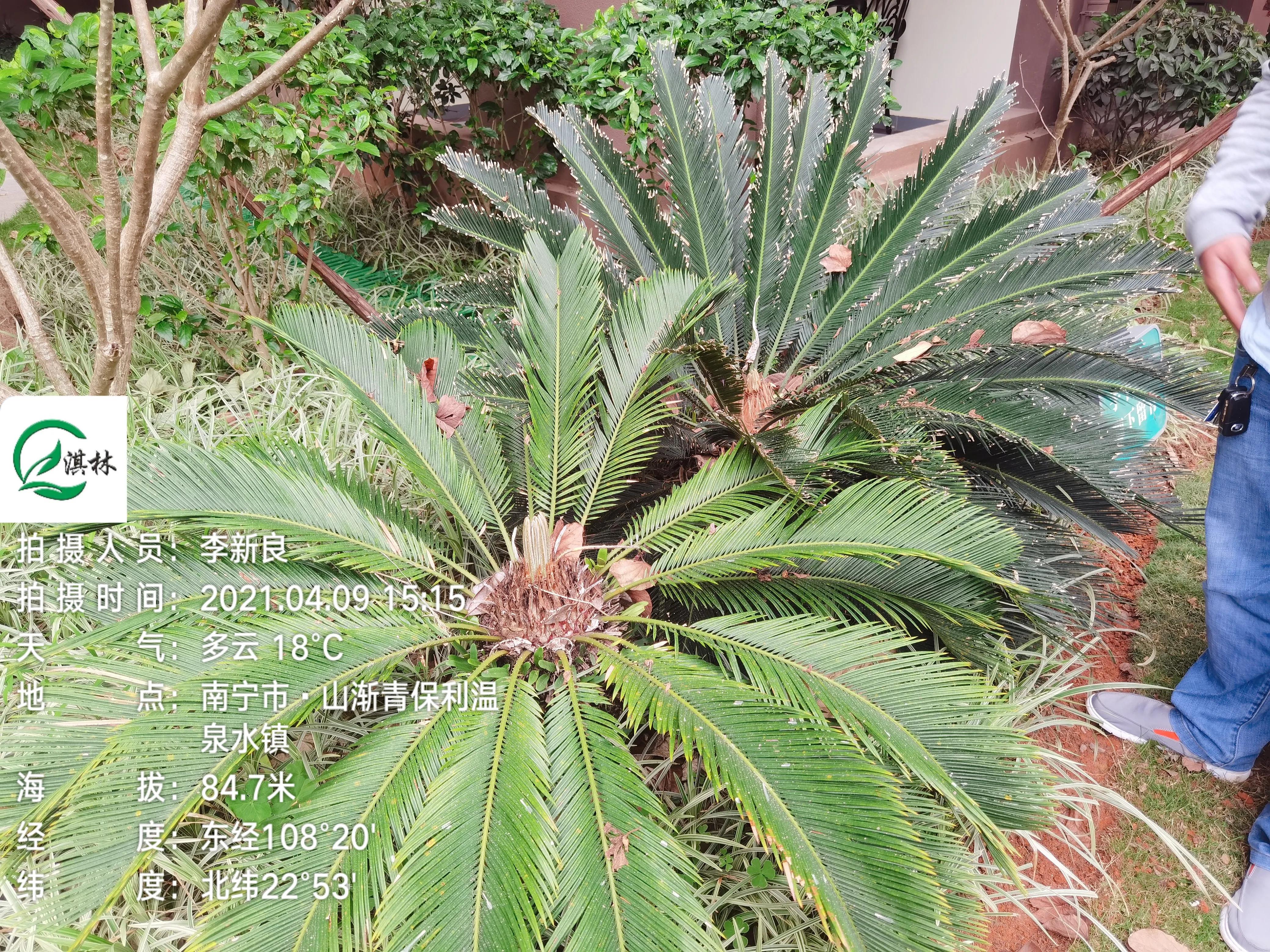 苏铁小灰蝶生物防治,苏铁小灰蝶防治用什么药