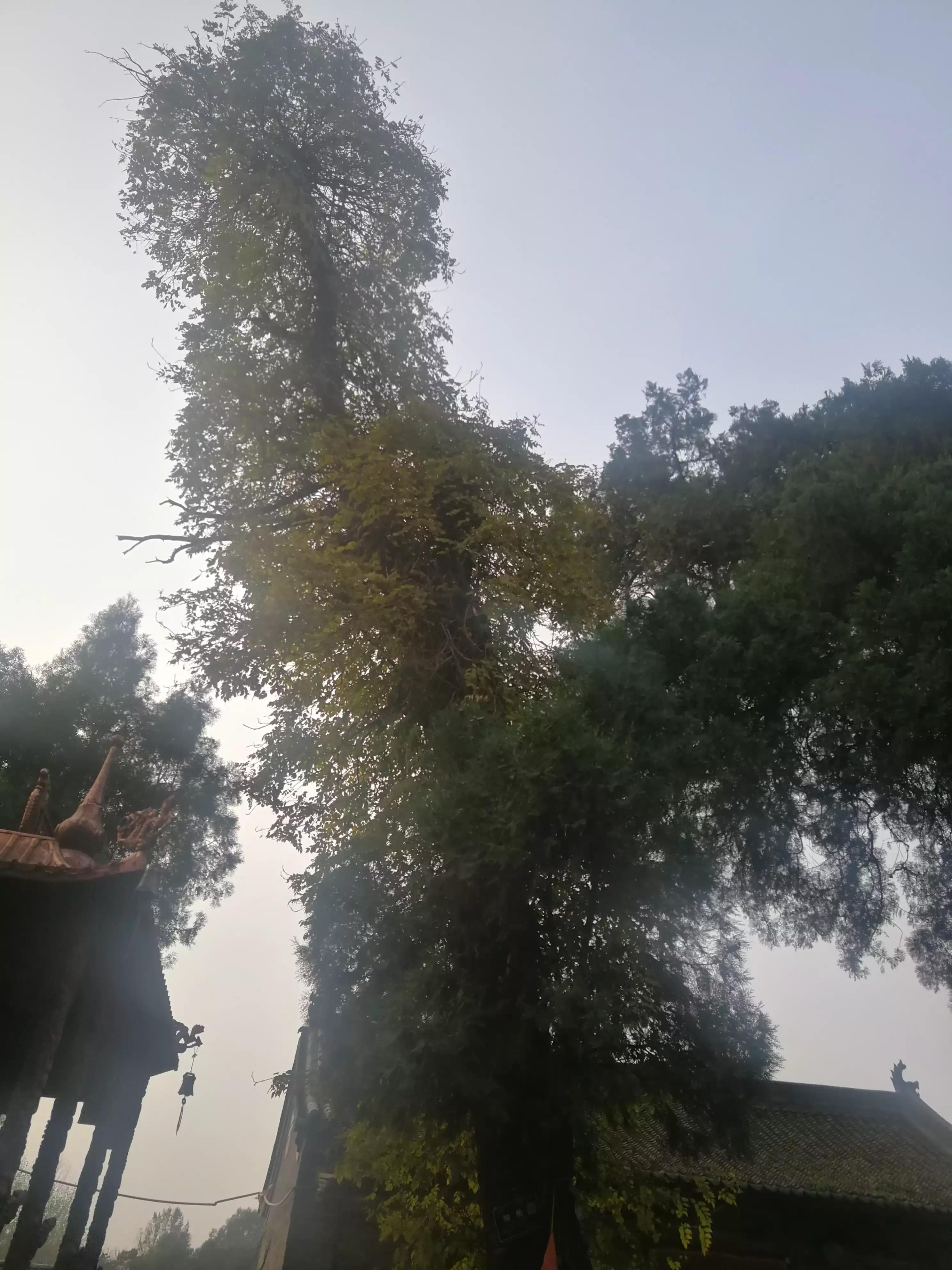 刘禹锡典故,刘禹锡的成语故事