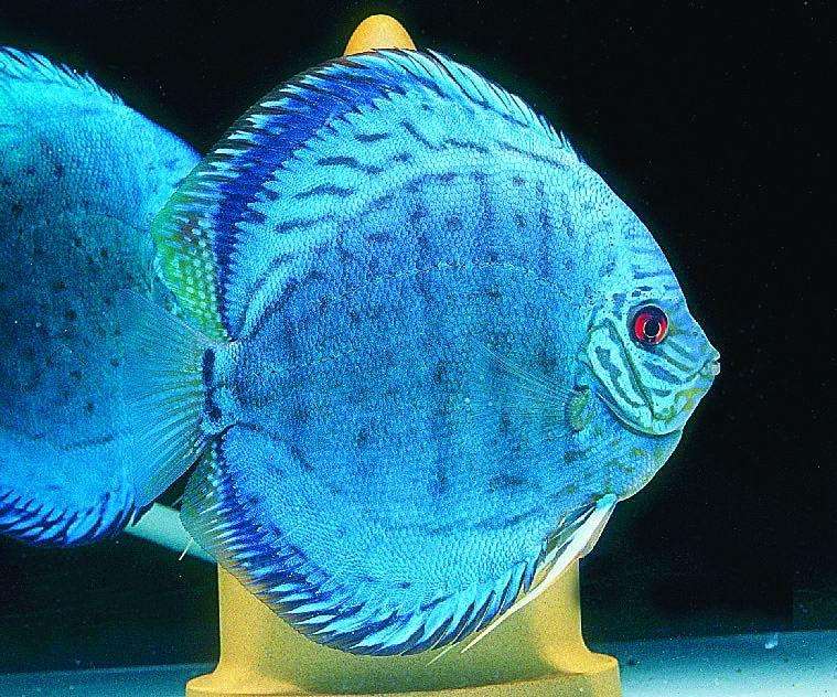 养观赏鱼小知识大全,养观赏鱼知识大全