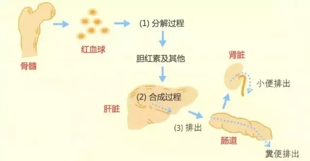 你还在用葡萄糖水和妈咪爱给宝宝退黄？这些方法都out了