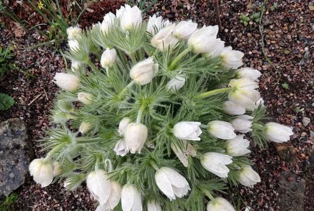 治鸡拉稀最快的土方法,治鸡拉稀有土方吗