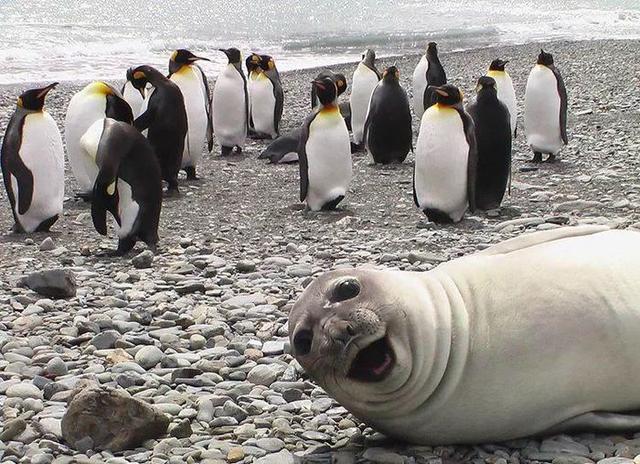 企鹅这些年把我们骗得好苦，它们根本不是什么好鹅，个个都是极品