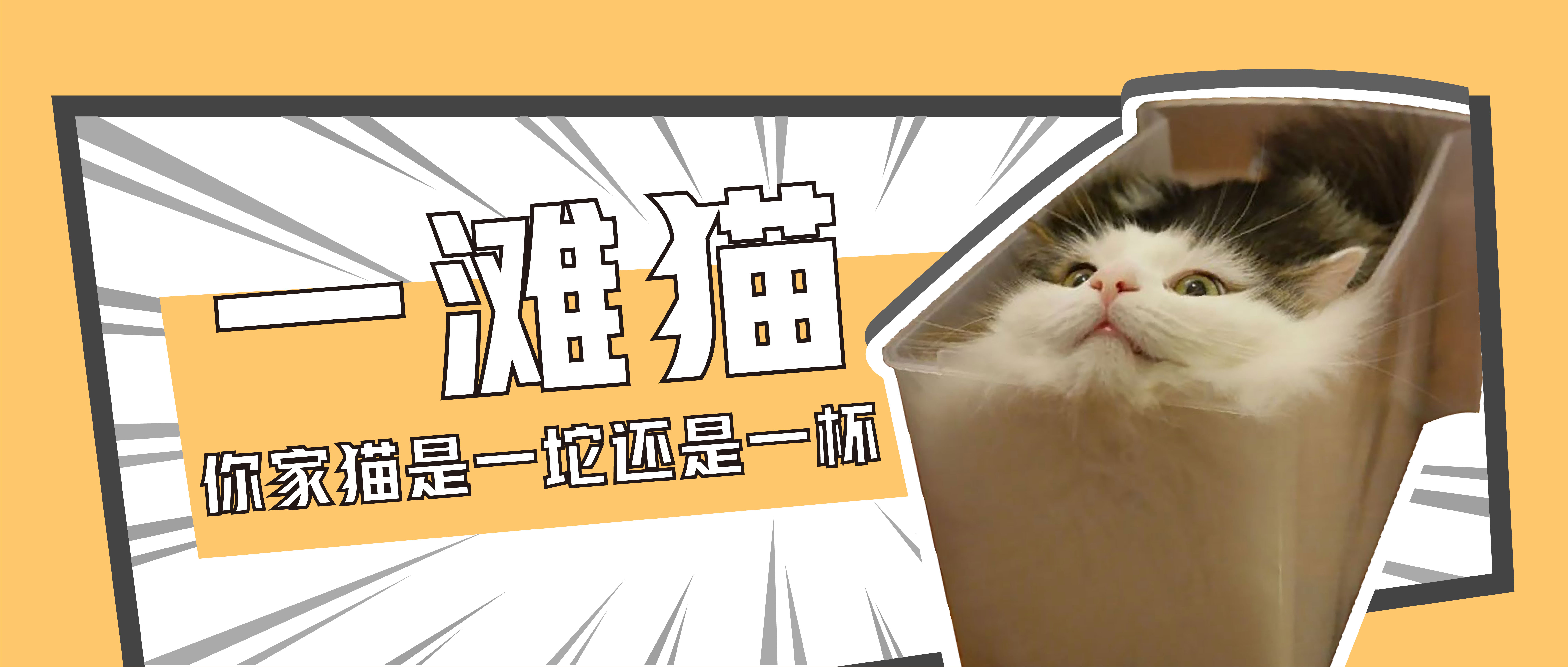 只需一个容器,你就能收获一滩“液体猫”