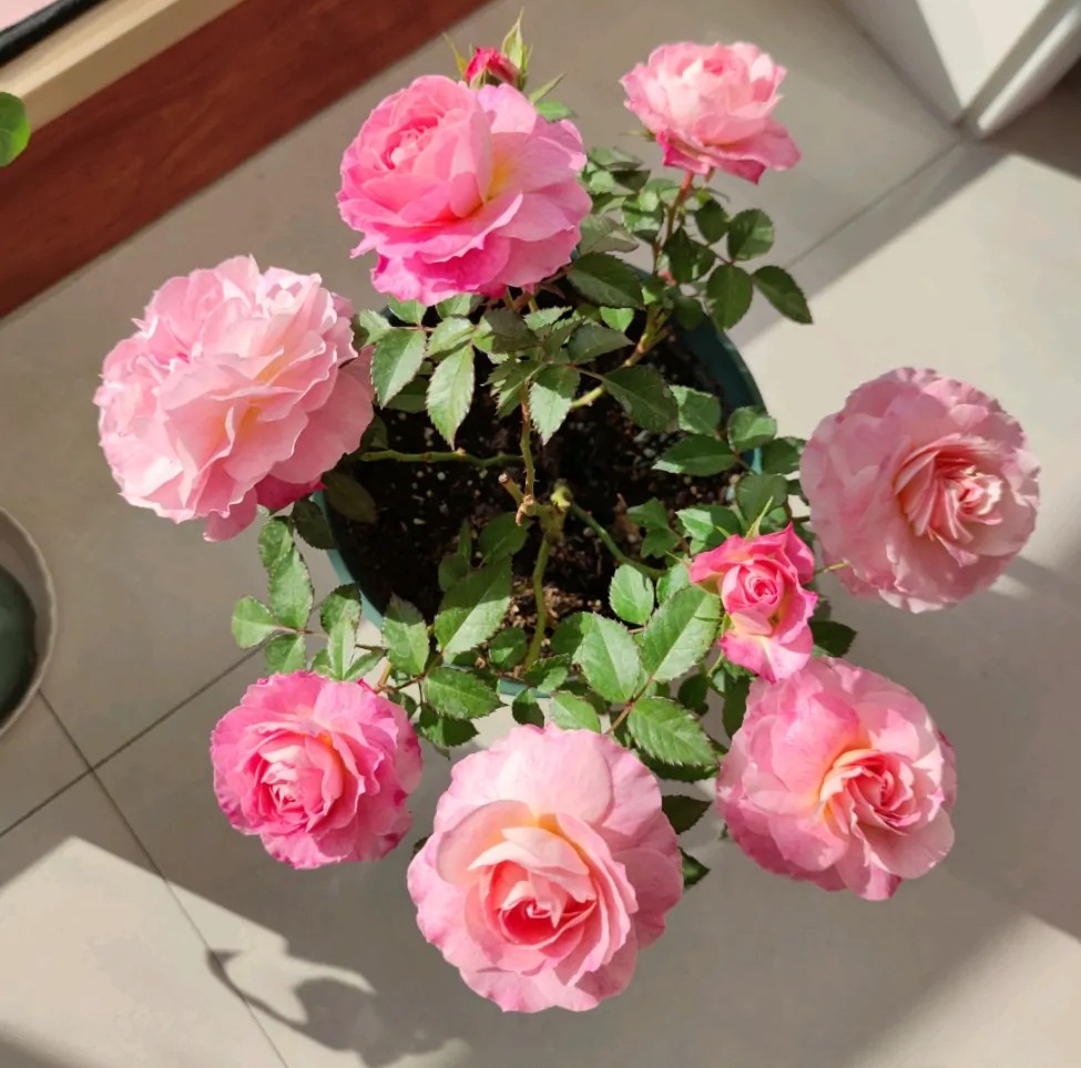 100种月季经典品种,100种经典月季品种