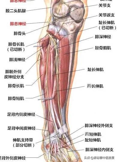 膝关节疼痛小针刀治疗视频,怎样用小针刀治疗膝关节痛