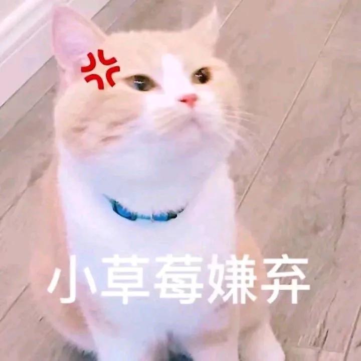 猫乱尿怎么办视频最火,猫乱尿怎么办有什么办法