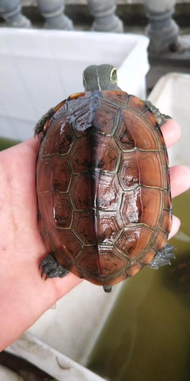 今天学习《龟的生活习性》