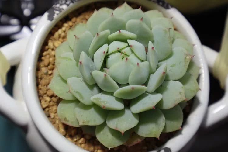 多肉名字怎么记,多肉的品种图片及名字寓意