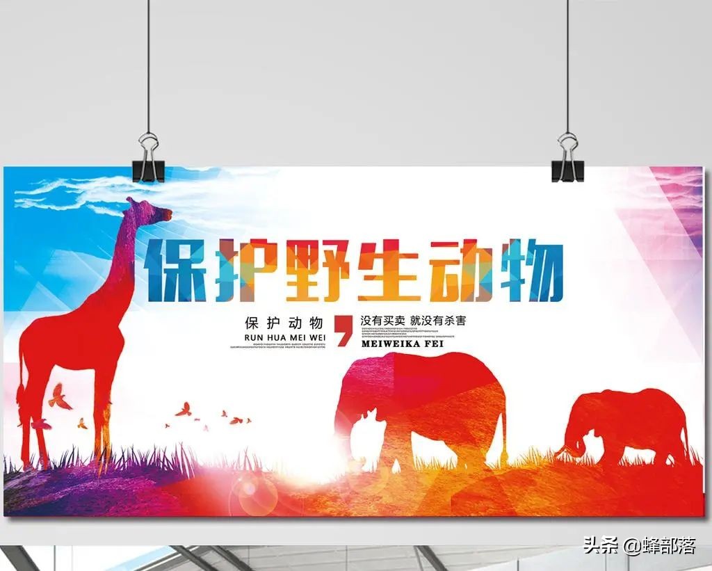 野鸡泛滥成灾的原因有哪些,野鸡为什么很少见